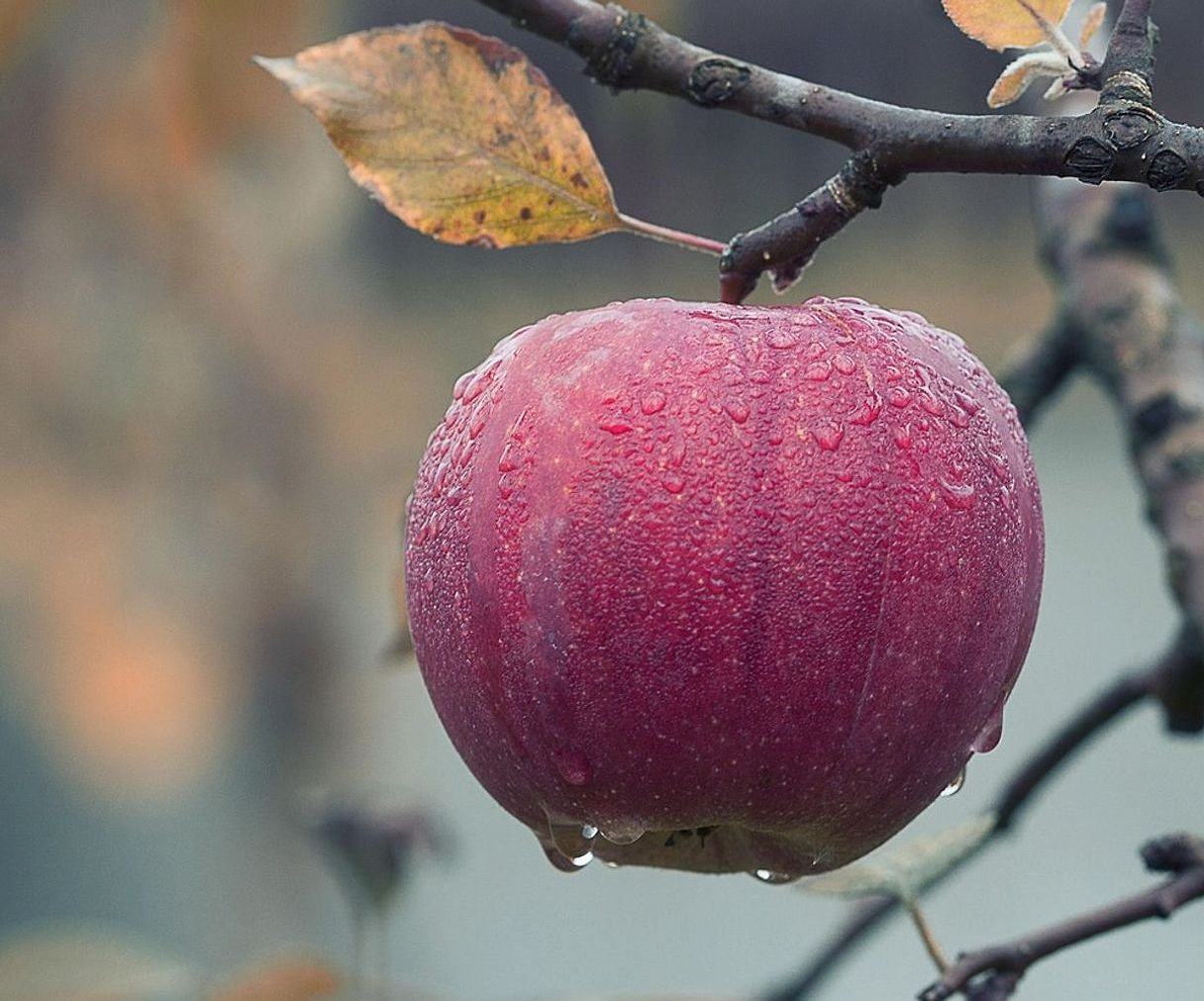 Mostrador lleno de frutas frescas y bayas recién llegadas